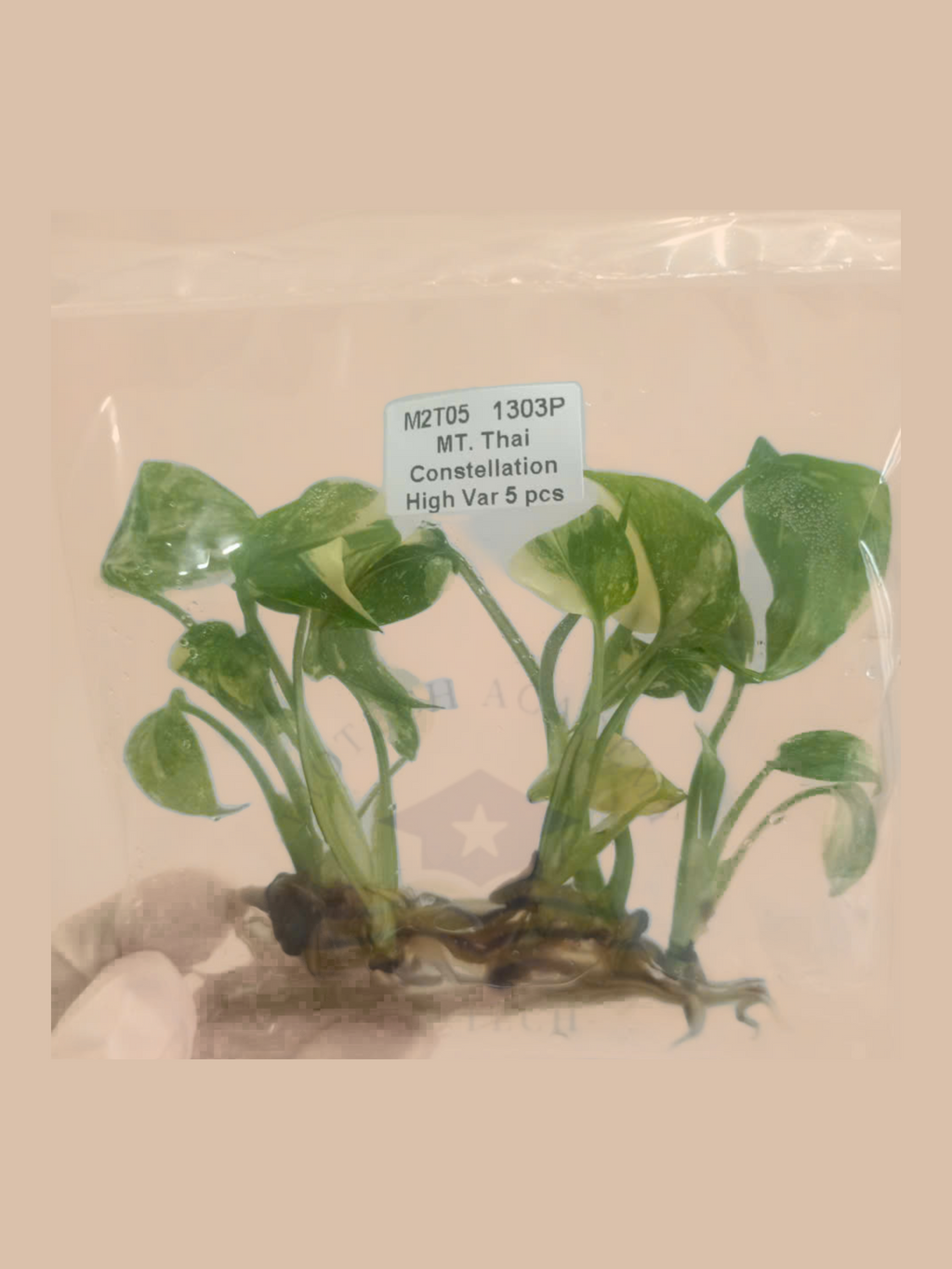 Monstera deliciosa ‘Thai Constellation’ High Variegation cultivar reference, photo 4. Packaging and mature-plant images are illustrative; sold as 1 plant per bag.