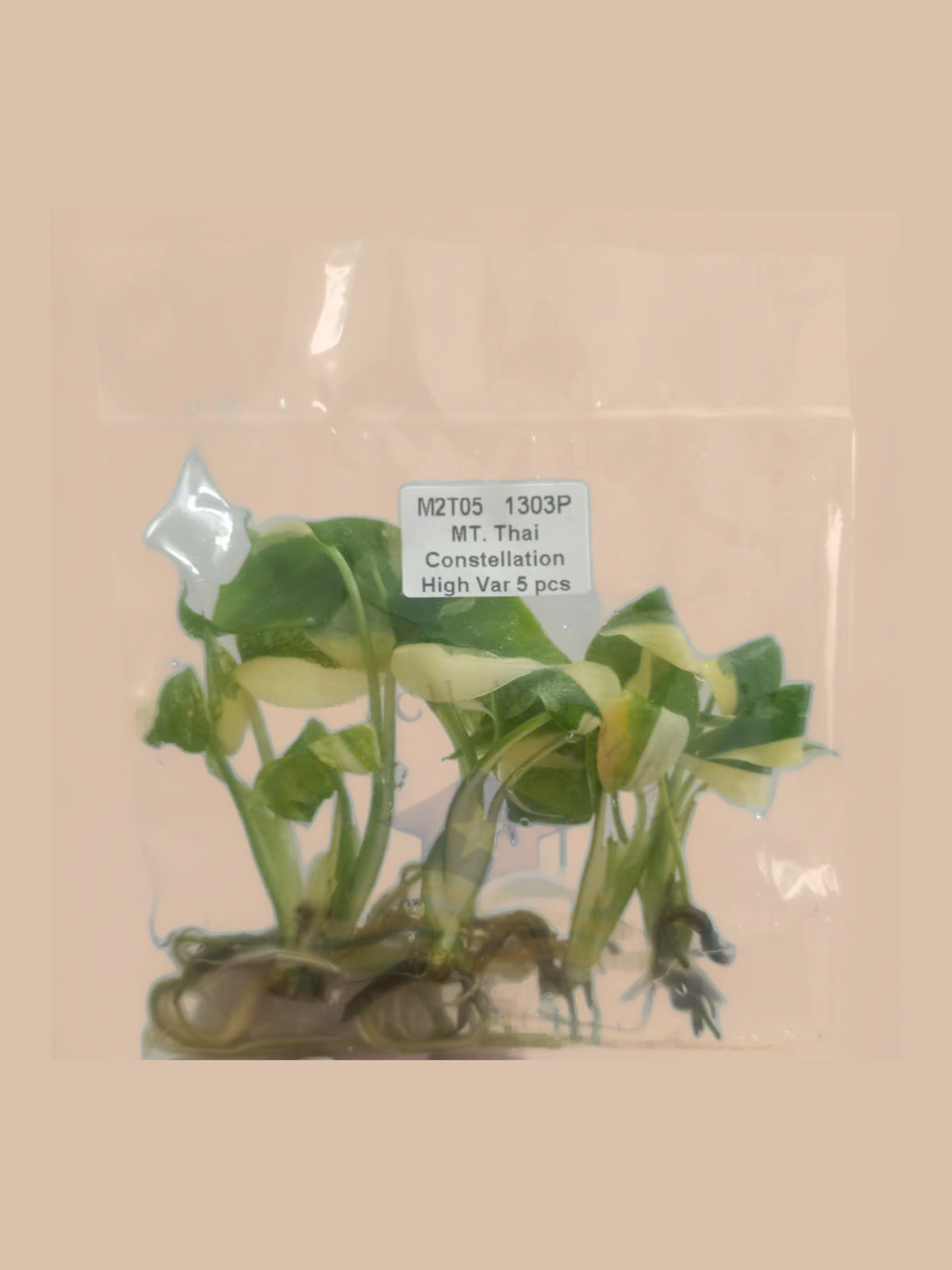 Monstera deliciosa ‘Thai Constellation’ High Variegation cultivar reference, photo 5. Packaging and mature-plant images are illustrative; sold as 1 plant per bag.