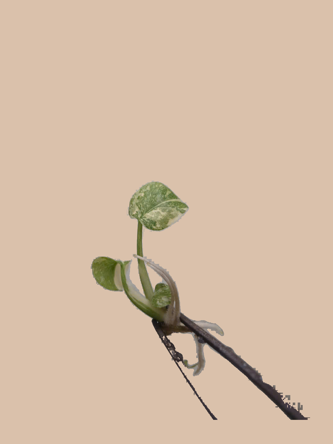 Monstera deliciosa ‘Thai Constellation’ High Variegation cultivar reference, photo 7. Packaging and mature-plant images are illustrative; sold as 1 plant per bag.