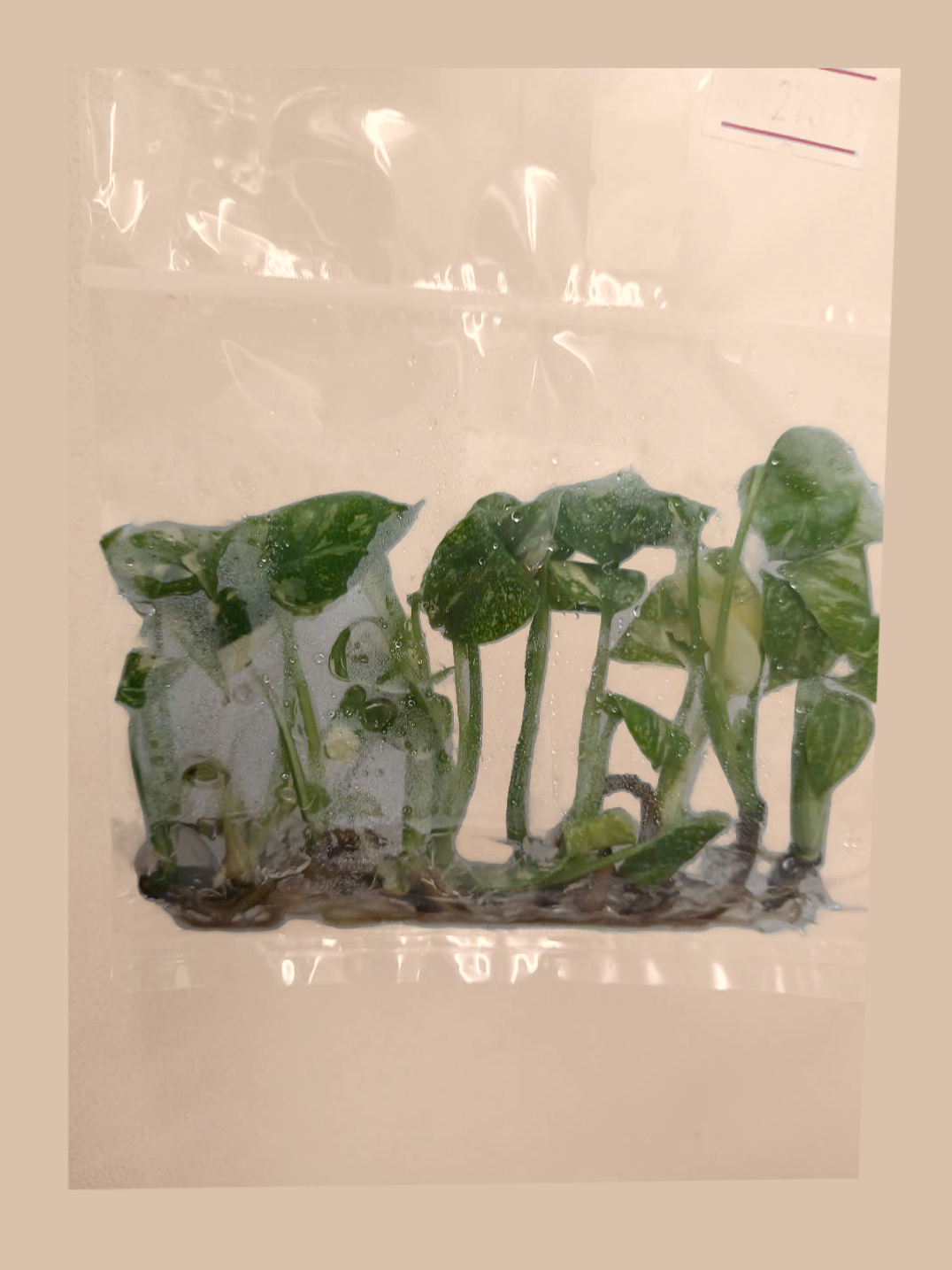 Monstera deliciosa ‘Thai Constellation’ High Variegation cultivar reference, photo 9. Packaging and mature-plant images are illustrative; sold as 1 plant per bag.