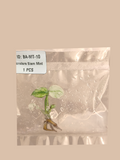 Monstera Siam Mint cultivar reference. Packaging and mature-plant images are illustrative; sold as 1 plant per bag.