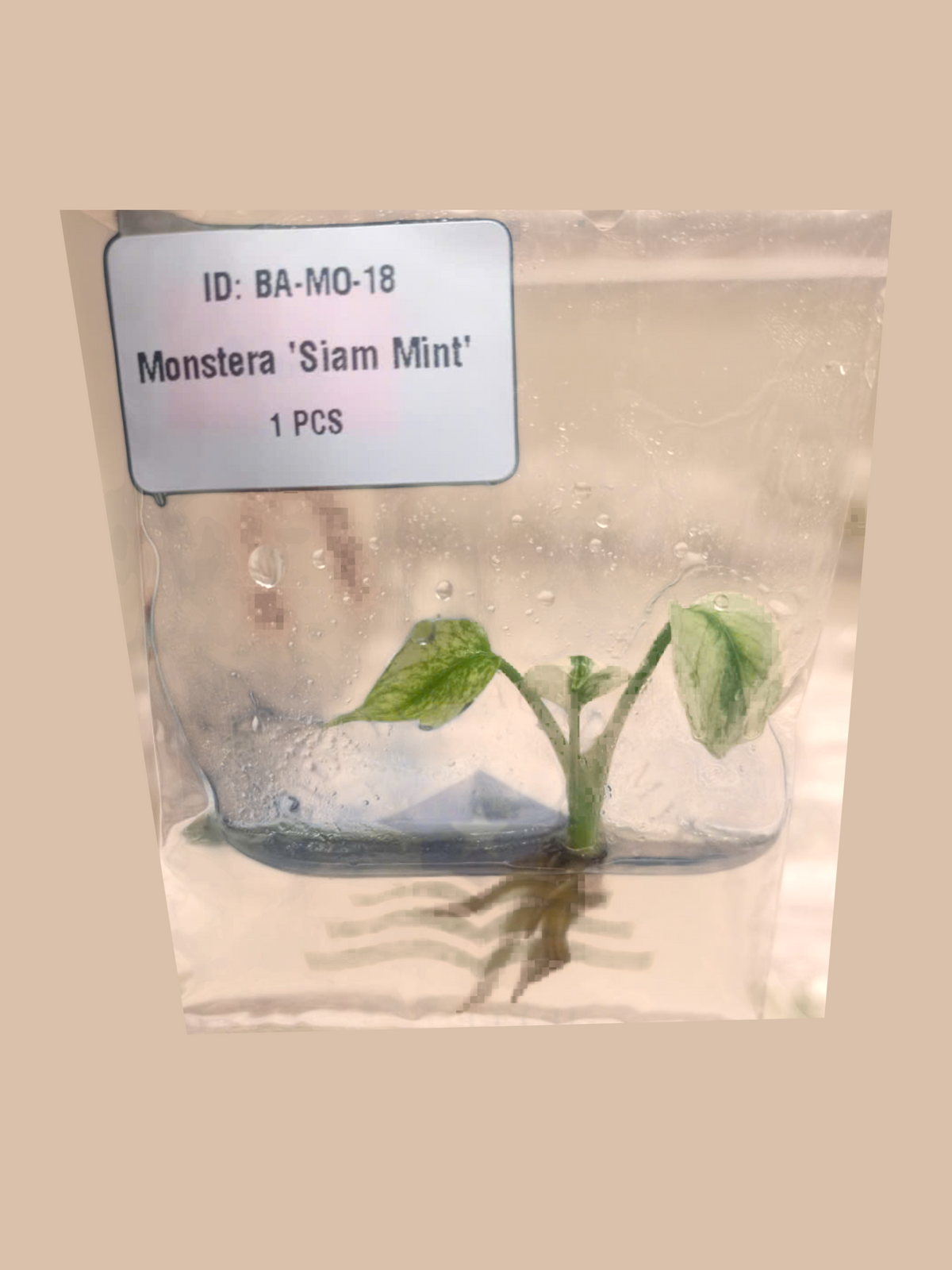 Monstera Siam Mint cultivar reference, photo 2. Packaging and mature-plant images are illustrative; sold as 1 plant per bag.