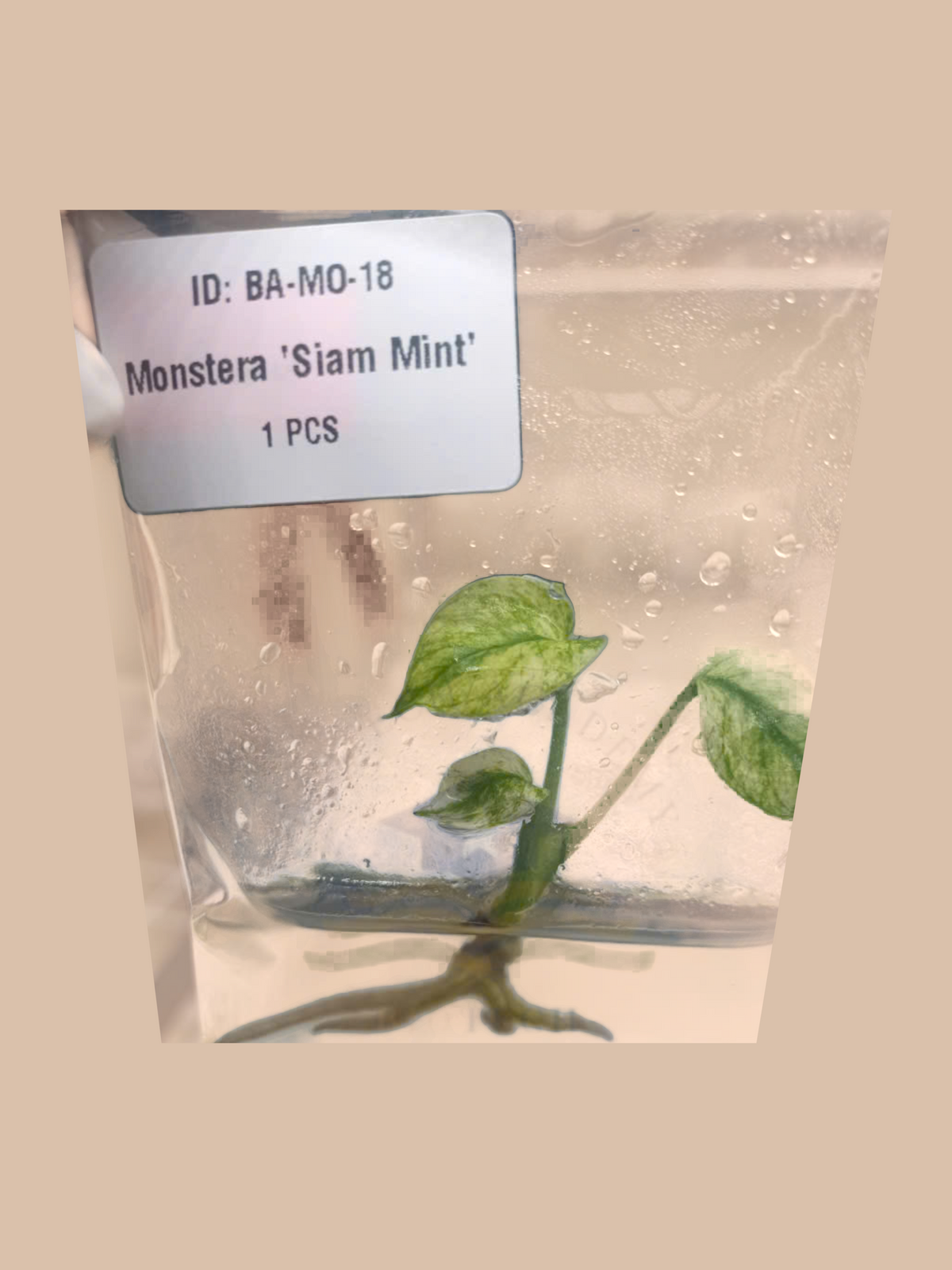 Monstera Siam Mint cultivar reference, photo 3. Packaging and mature-plant images are illustrative; sold as 1 plant per bag.