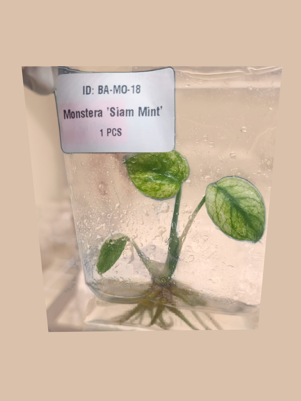 Monstera Siam Mint cultivar reference, photo 4. Packaging and mature-plant images are illustrative; sold as 1 plant per bag.