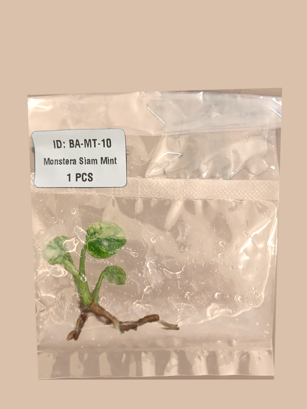 Monstera Siam Mint cultivar reference, photo 5. Packaging and mature-plant images are illustrative; sold as 1 plant per bag.