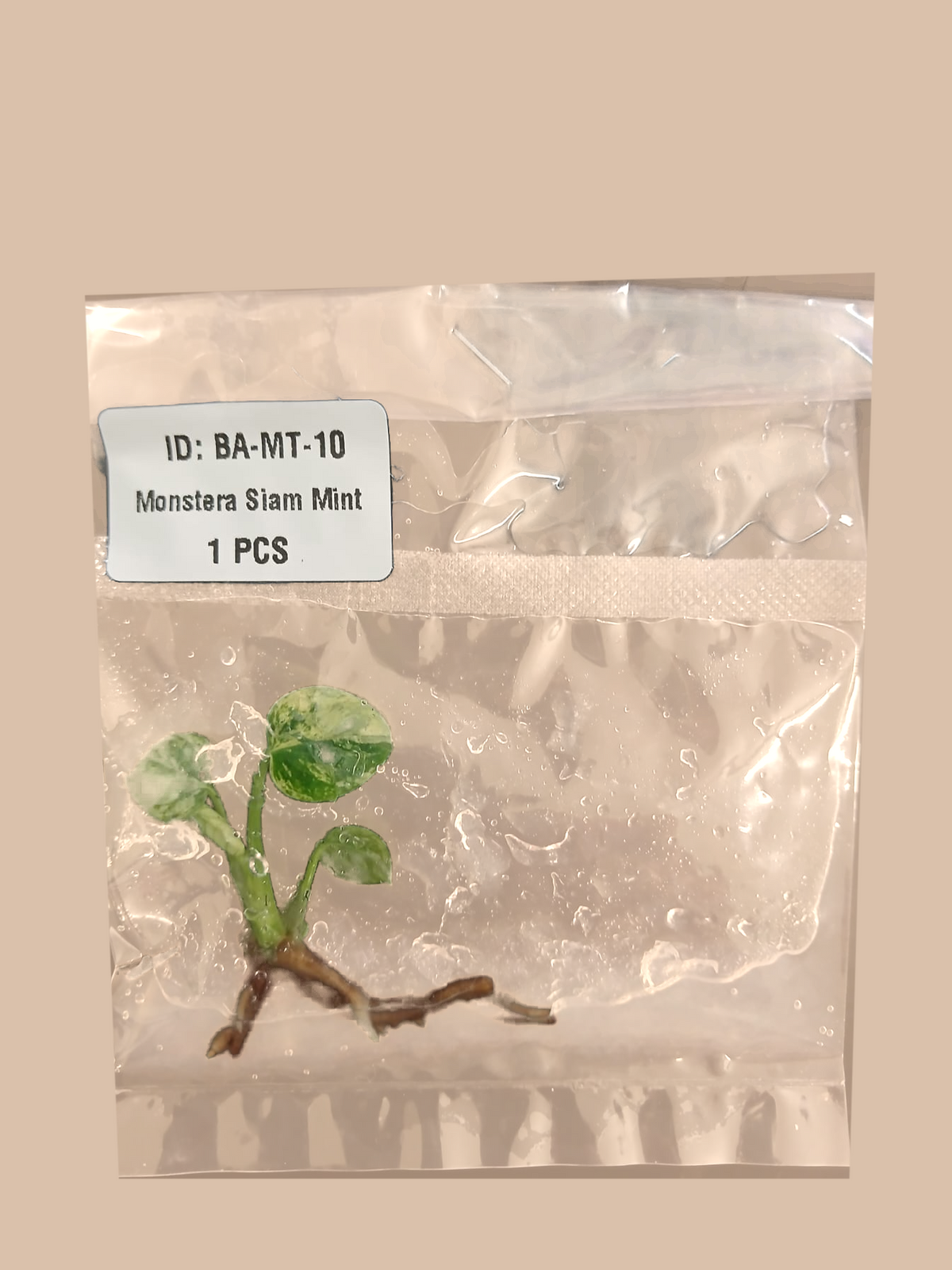 Monstera Siam Mint cultivar reference, photo 5. Packaging and mature-plant images are illustrative; sold as 1 plant per bag.