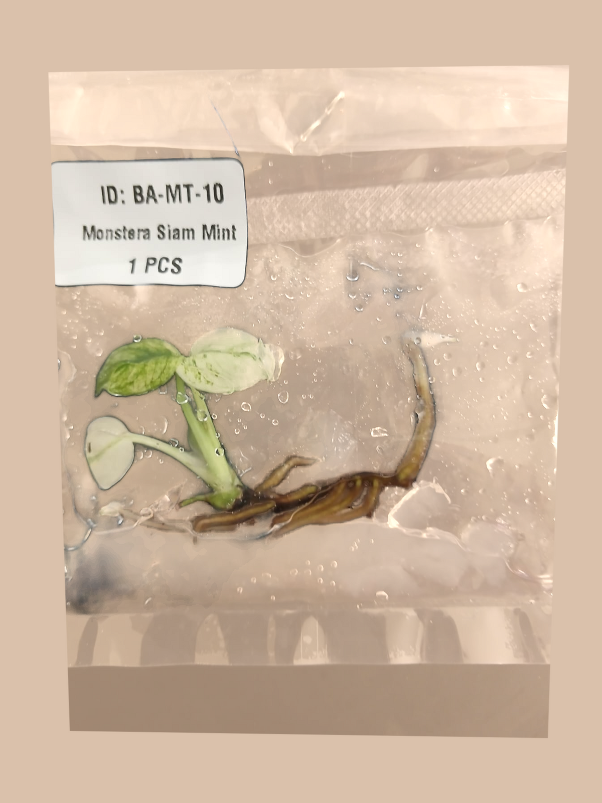 Monstera Siam Mint cultivar reference, photo 6. Packaging and mature-plant images are illustrative; sold as 1 plant per bag.