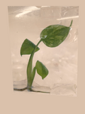 Monstera deliciosa ‘Electro Light’ cultivar reference. Packaging and mature-plant images are illustrative; sold as 1 plant per bag.