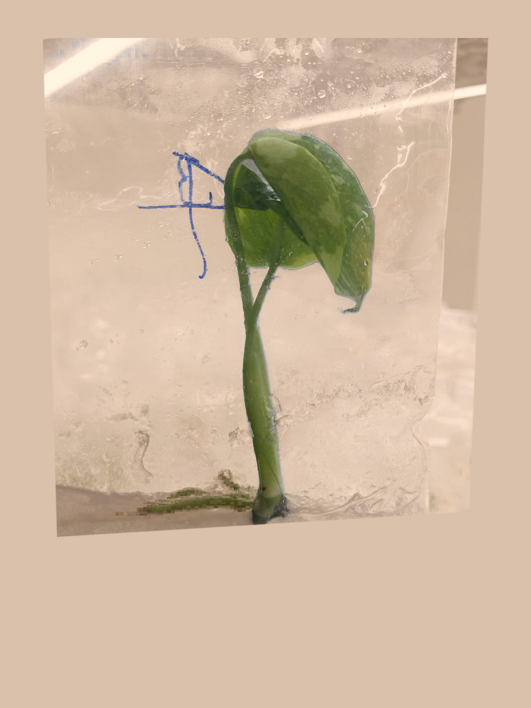 Monstera deliciosa ‘Electro Light’ cultivar reference, photo 2. Packaging and mature-plant images are illustrative; sold as 1 plant per bag.