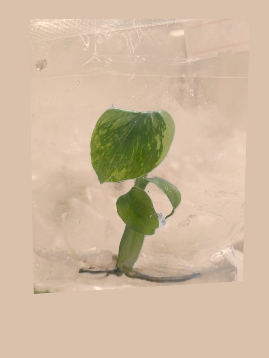 Monstera deliciosa ‘Electro Light’ cultivar reference, photo 3. Packaging and mature-plant images are illustrative; sold as 1 plant per bag.