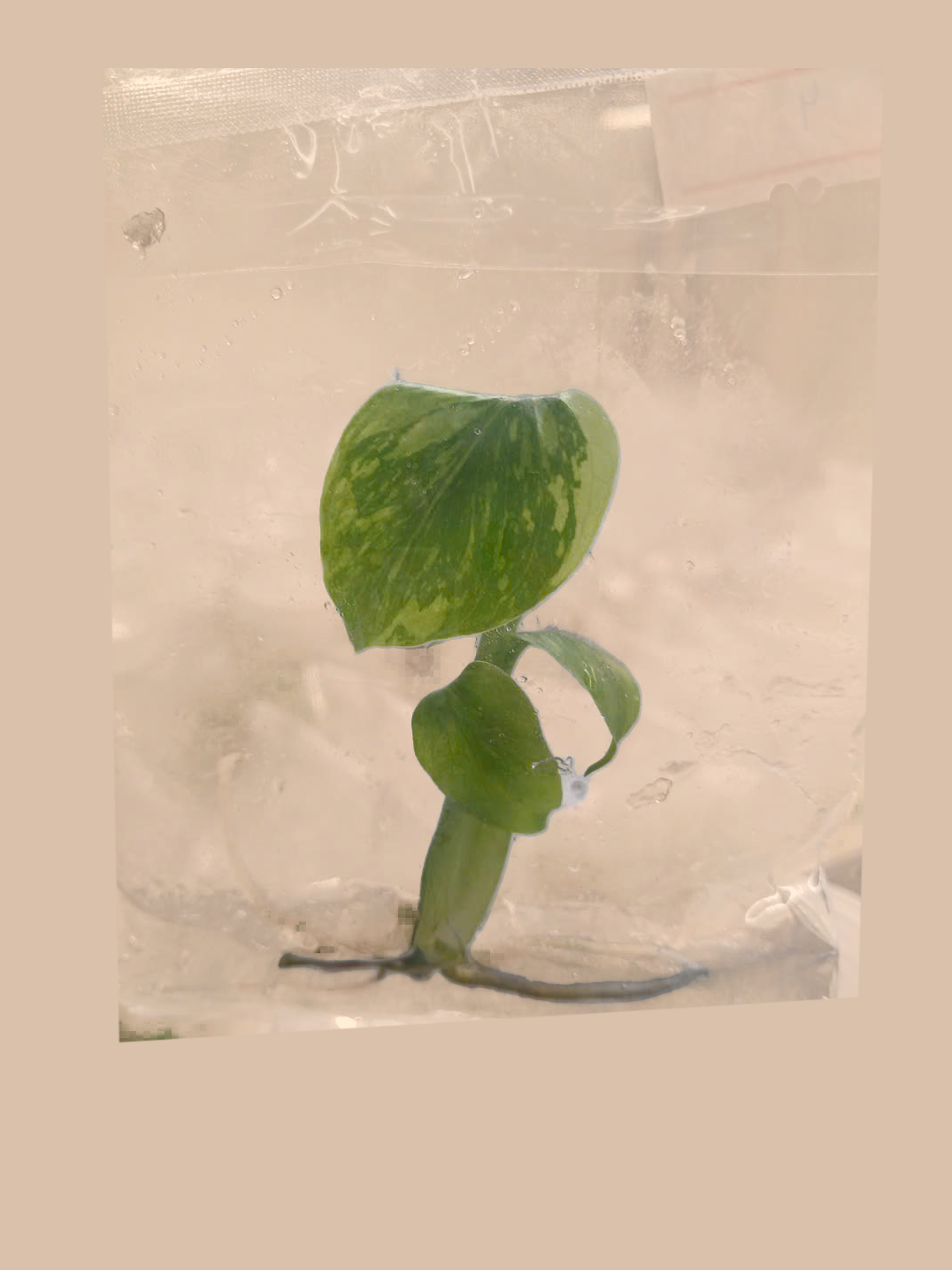 Monstera deliciosa ‘Electro Light’ cultivar reference, photo 3. Packaging and mature-plant images are illustrative; sold as 1 plant per bag.