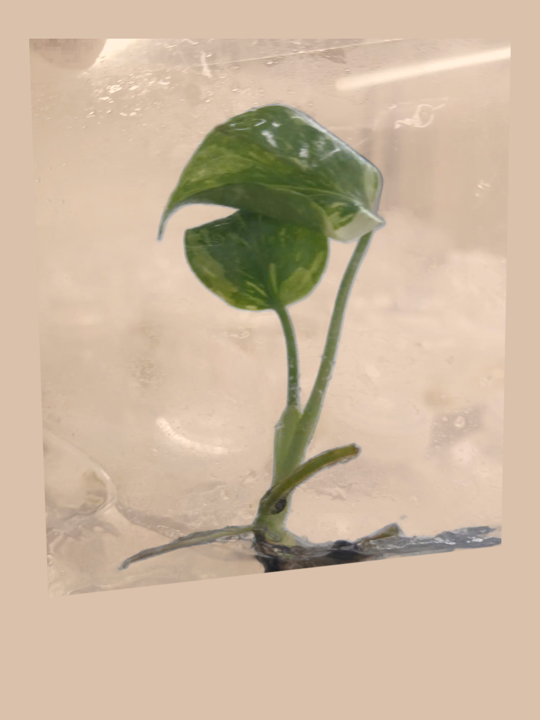 Monstera deliciosa ‘Electro Light’ cultivar reference, photo 4. Packaging and mature-plant images are illustrative; sold as 1 plant per bag.