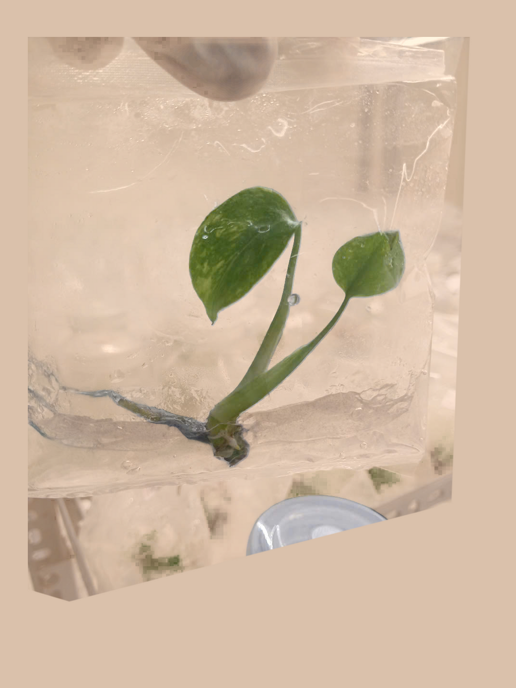 Monstera deliciosa ‘Electro Light’ cultivar reference, photo 5. Packaging and mature-plant images are illustrative; sold as 1 plant per bag.
