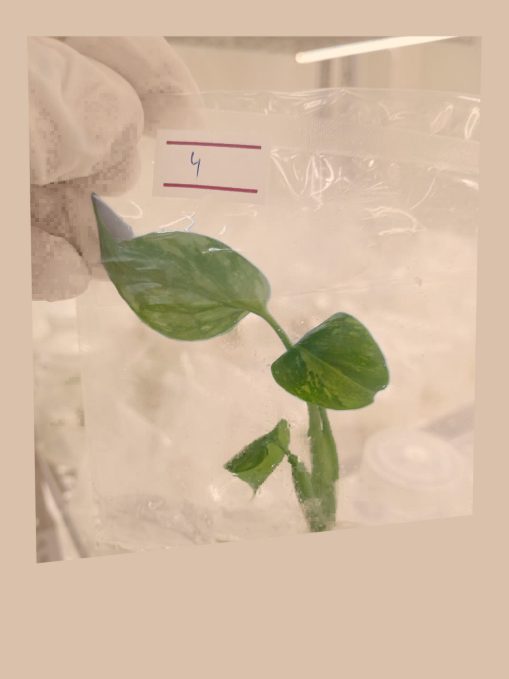 Monstera deliciosa ‘Electro Light’ cultivar reference, photo 6. Packaging and mature-plant images are illustrative; sold as 1 plant per bag.