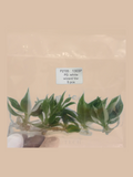 Philodendron erubescens ‘White Wizard’ cultivar reference. Packaging and mature-plant images are illustrative; sold as 1 plant per bag.