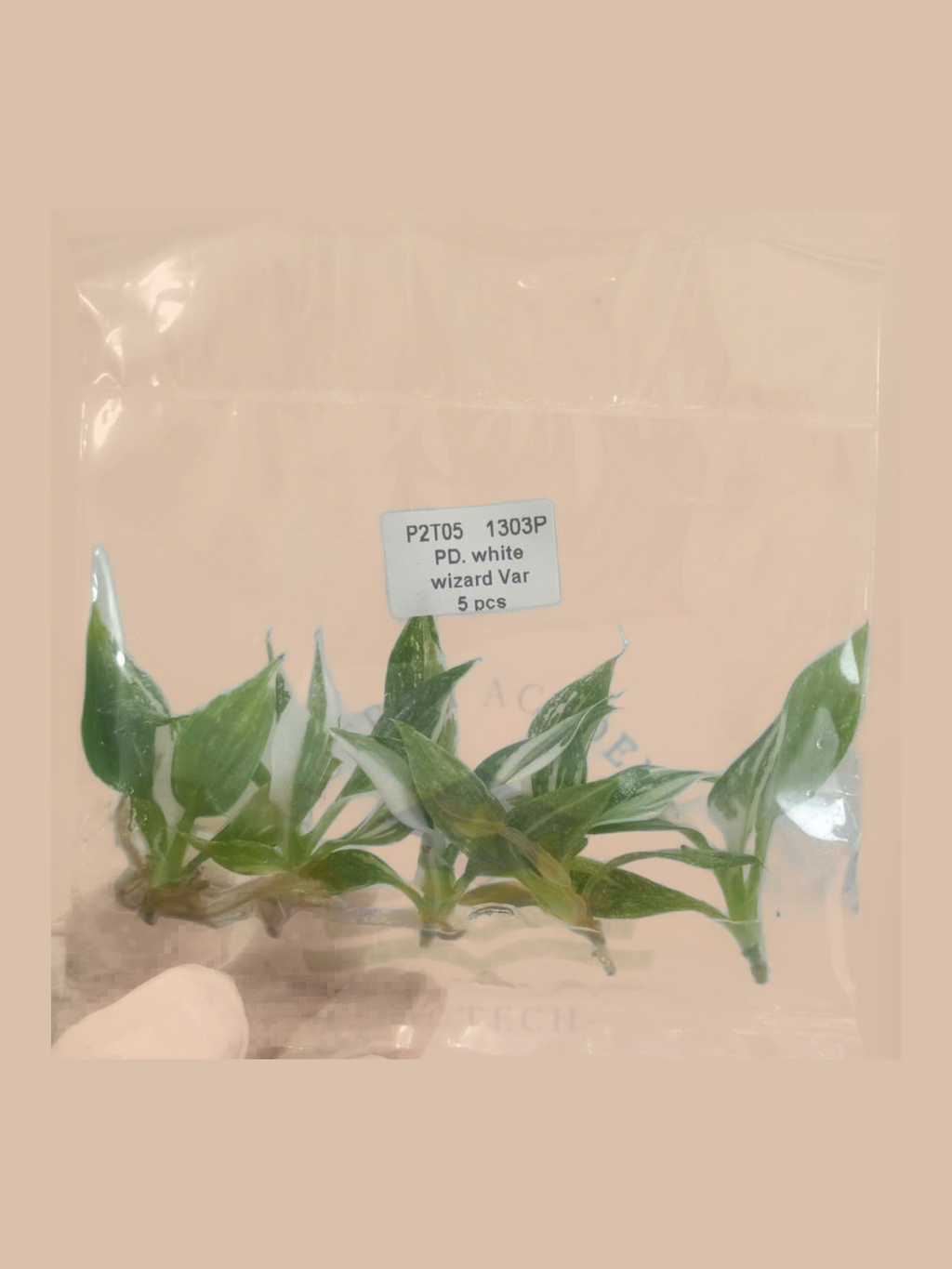 Philodendron erubescens ‘White Wizard’ cultivar reference, photo 2. Packaging and mature-plant images are illustrative; sold as 1 plant per bag.