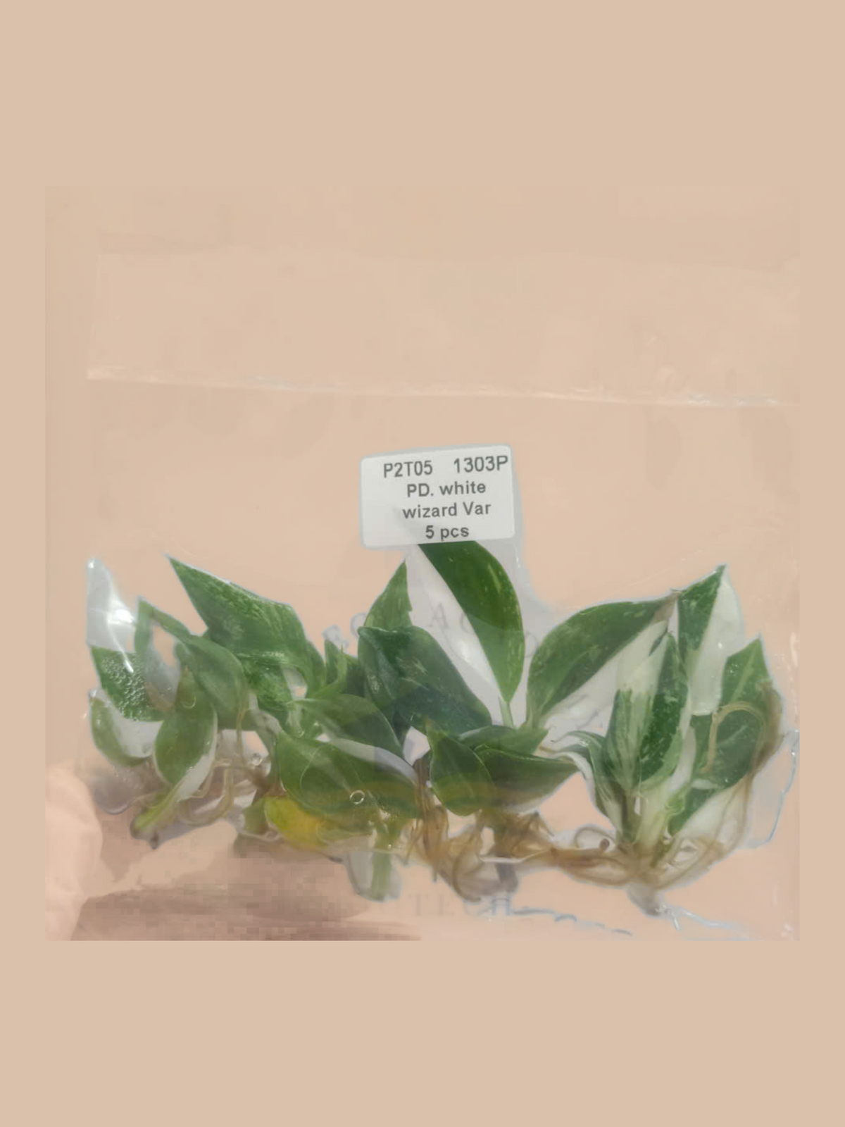 Philodendron erubescens ‘White Wizard’ cultivar reference, photo 3. Packaging and mature-plant images are illustrative; sold as 1 plant per bag.