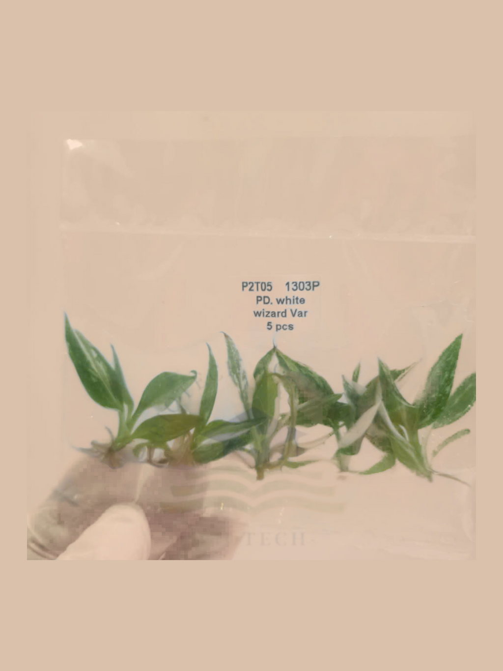 Philodendron erubescens ‘White Wizard’ cultivar reference, photo 4. Packaging and mature-plant images are illustrative; sold as 1 plant per bag.