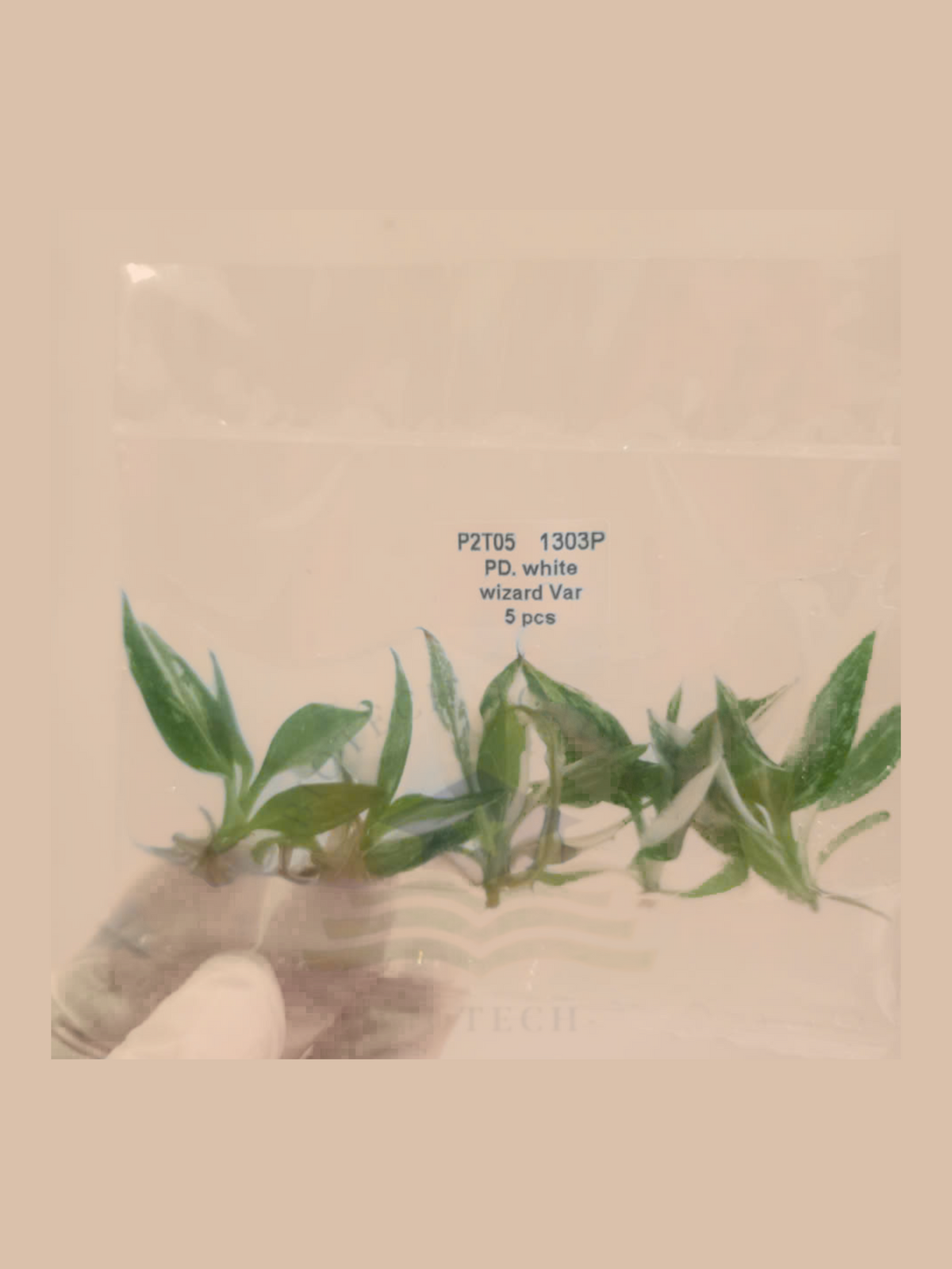 Philodendron erubescens ‘White Wizard’ cultivar reference, photo 4. Packaging and mature-plant images are illustrative; sold as 1 plant per bag.