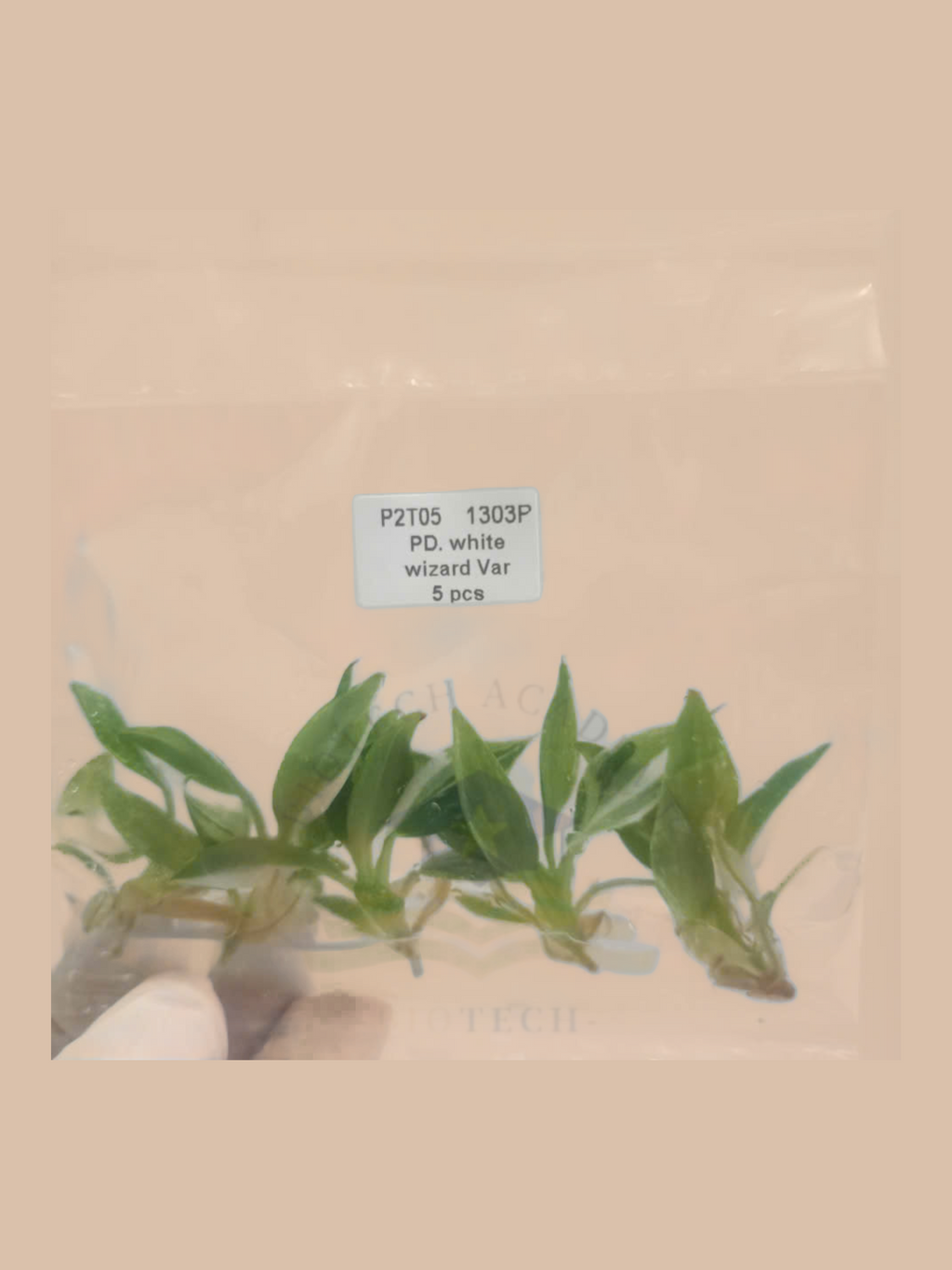 Philodendron erubescens ‘White Wizard’ cultivar reference, photo 5. Packaging and mature-plant images are illustrative; sold as 1 plant per bag.
