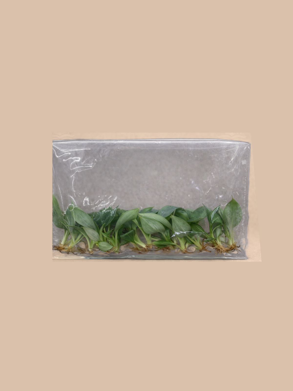 Philodendron gloriosum ‘Dark Form’ cultivar reference. Packaging and mature-plant images are illustrative; sold as 1 plant per bag.