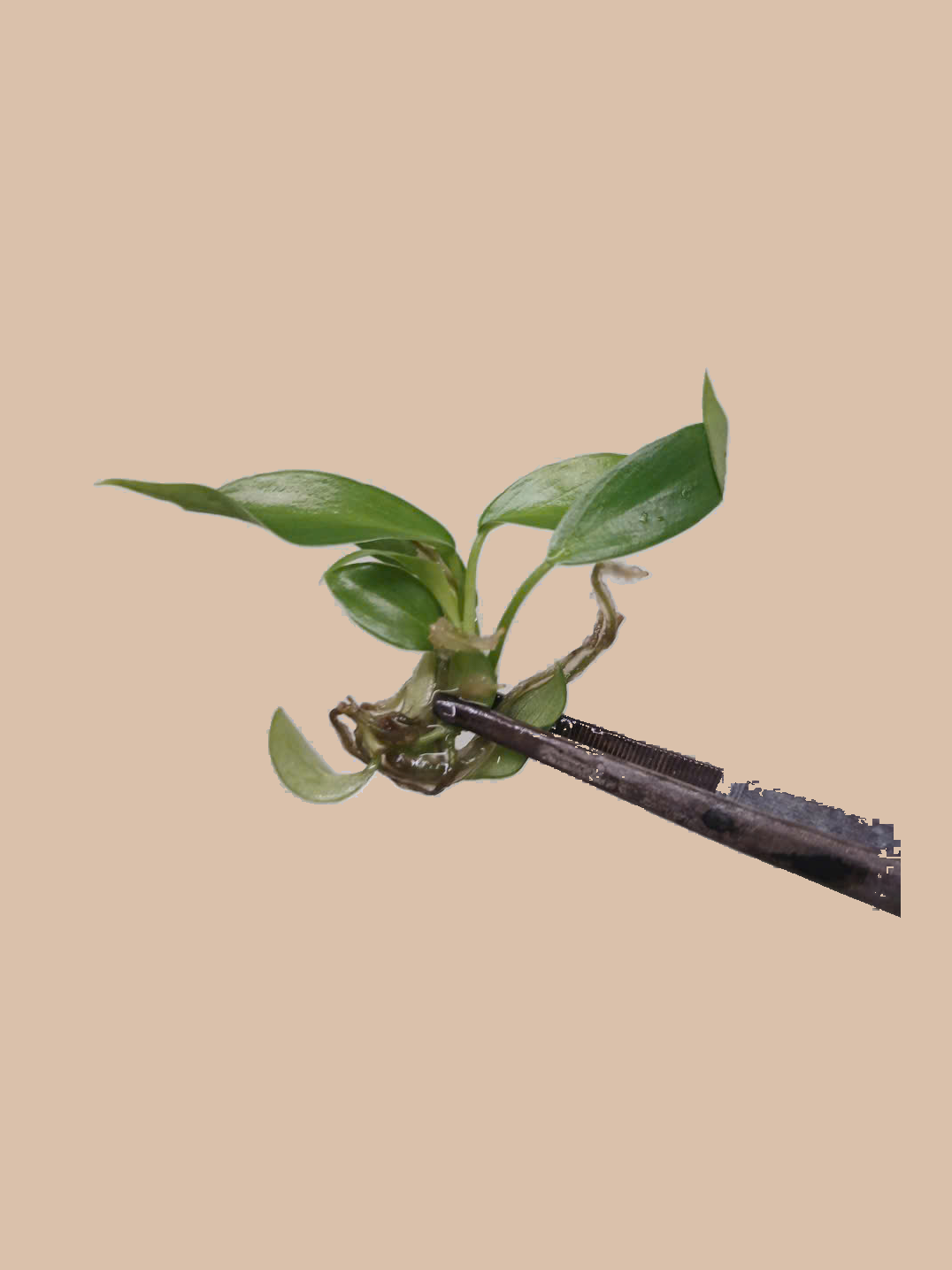 Philodendron joepii cultivar reference. Packaging and mature-plant images are illustrative; sold as 1 plant per bag.
