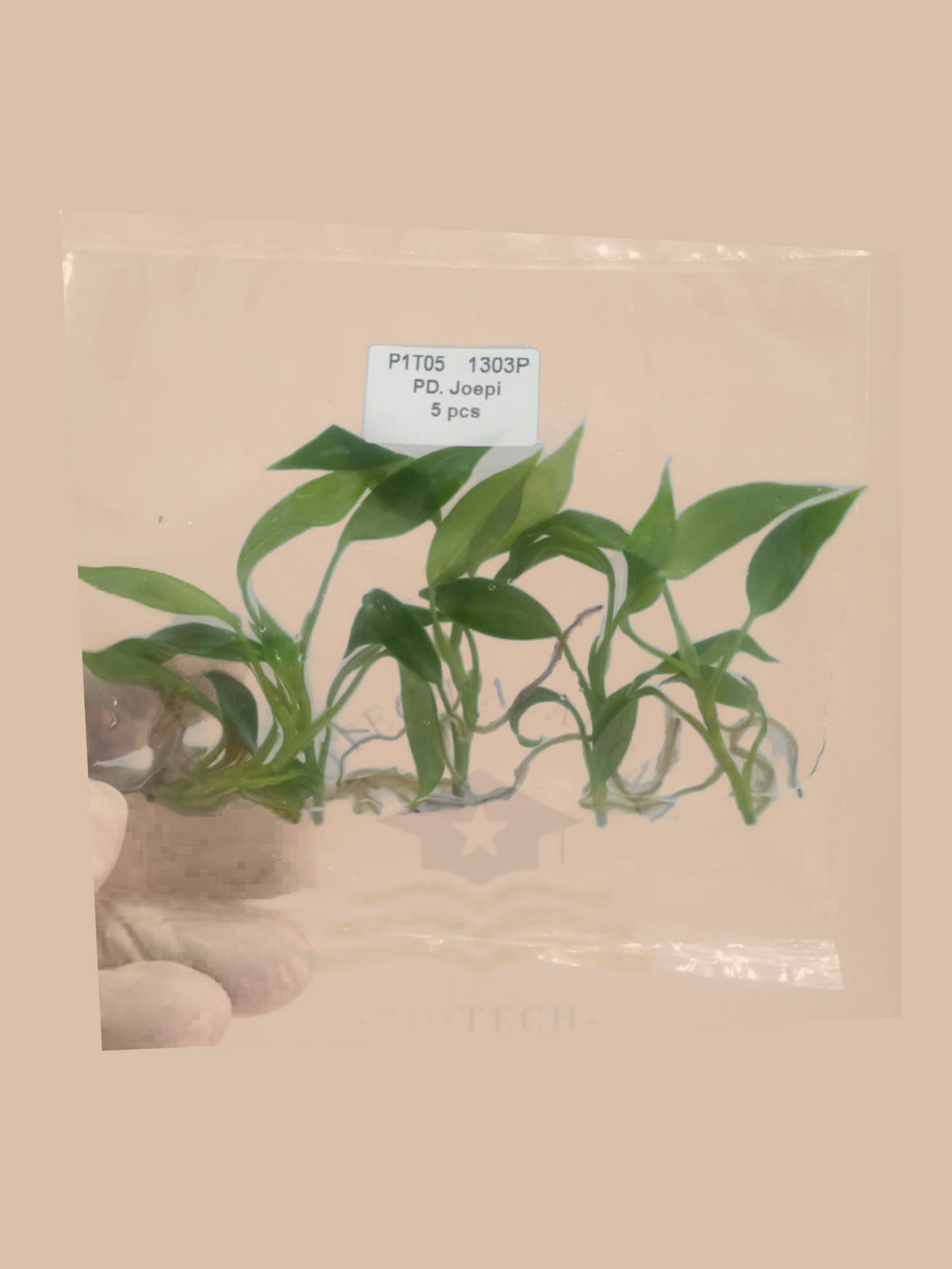 Philodendron joepii cultivar reference, photo 2. Packaging and mature-plant images are illustrative; sold as 1 plant per bag.
