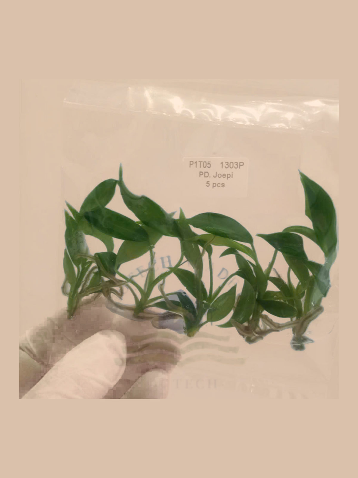Philodendron joepii cultivar reference, photo 3. Packaging and mature-plant images are illustrative; sold as 1 plant per bag.