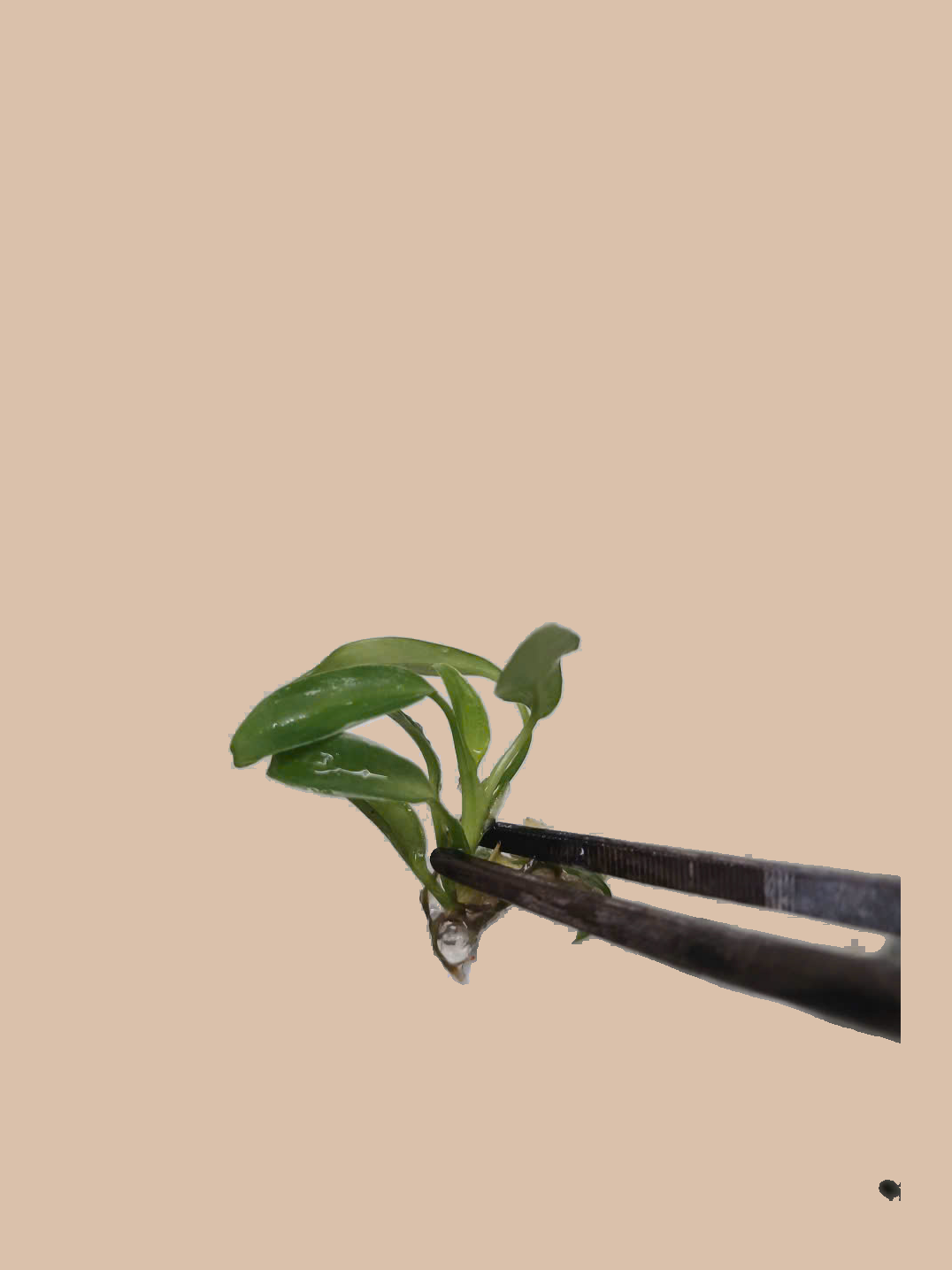 Philodendron joepii cultivar reference, photo 4. Packaging and mature-plant images are illustrative; sold as 1 plant per bag.