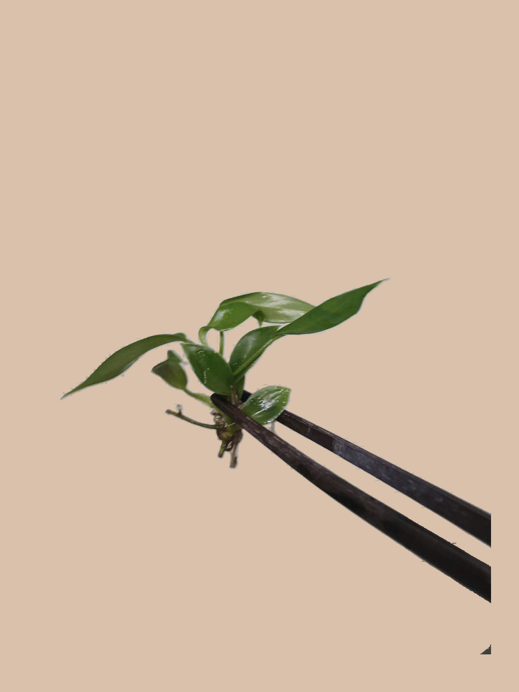 Philodendron joepii cultivar reference, photo 5. Packaging and mature-plant images are illustrative; sold as 1 plant per bag.
