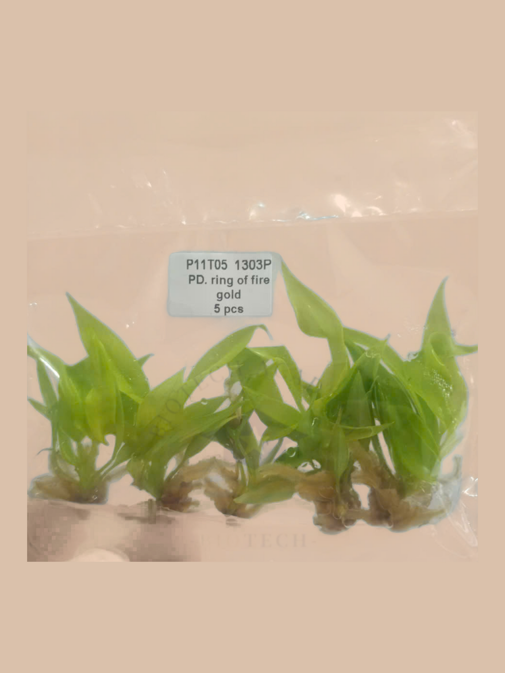 Philodendron ‘Ring of Fire’ Gold cultivar reference. Packaging and mature-plant images are illustrative; sold as 1 plant per bag.