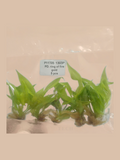 Philodendron ‘Ring of Fire’ Gold cultivar reference. Packaging and mature-plant images are illustrative; sold as 1 plant per bag.