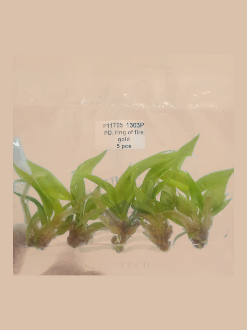 Philodendron ‘Ring of Fire’ Gold cultivar reference, photo 2. Packaging and mature-plant images are illustrative; sold as 1 plant per bag.