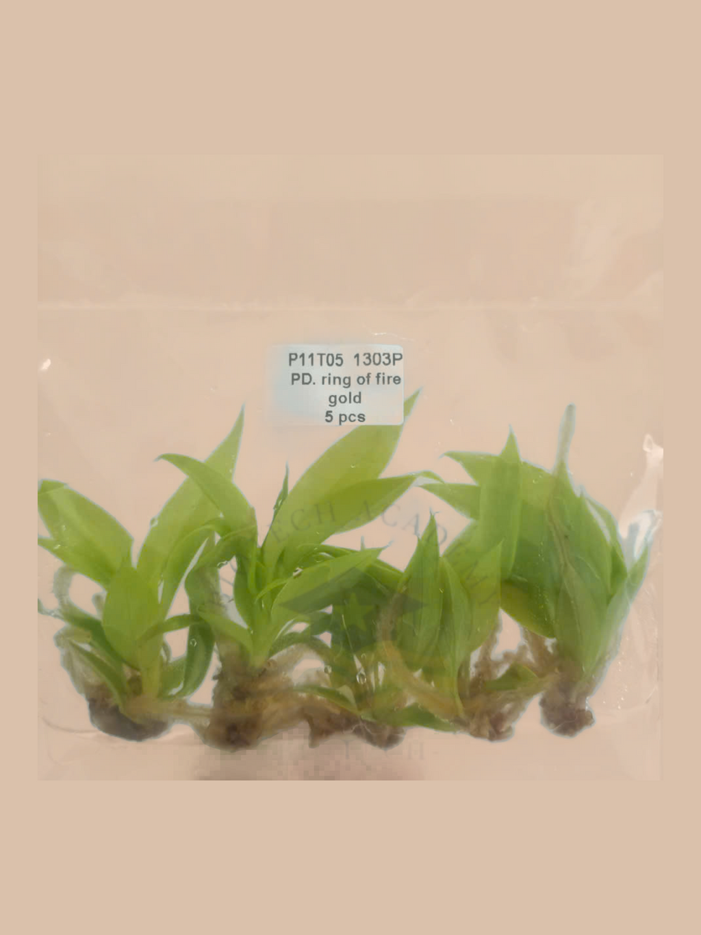 Philodendron ‘Ring of Fire’ Gold cultivar reference, photo 3. Packaging and mature-plant images are illustrative; sold as 1 plant per bag.