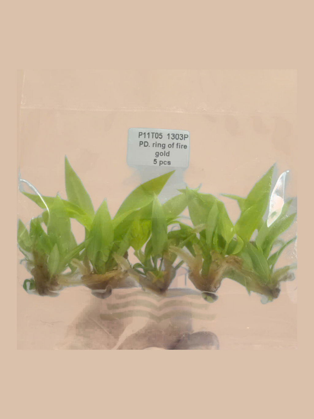 Philodendron ‘Ring of Fire’ Gold cultivar reference, photo 4. Packaging and mature-plant images are illustrative; sold as 1 plant per bag.