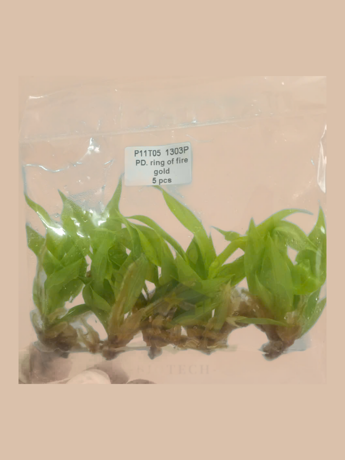 Philodendron ‘Ring of Fire’ Gold cultivar reference, photo 5. Packaging and mature-plant images are illustrative; sold as 1 plant per bag.