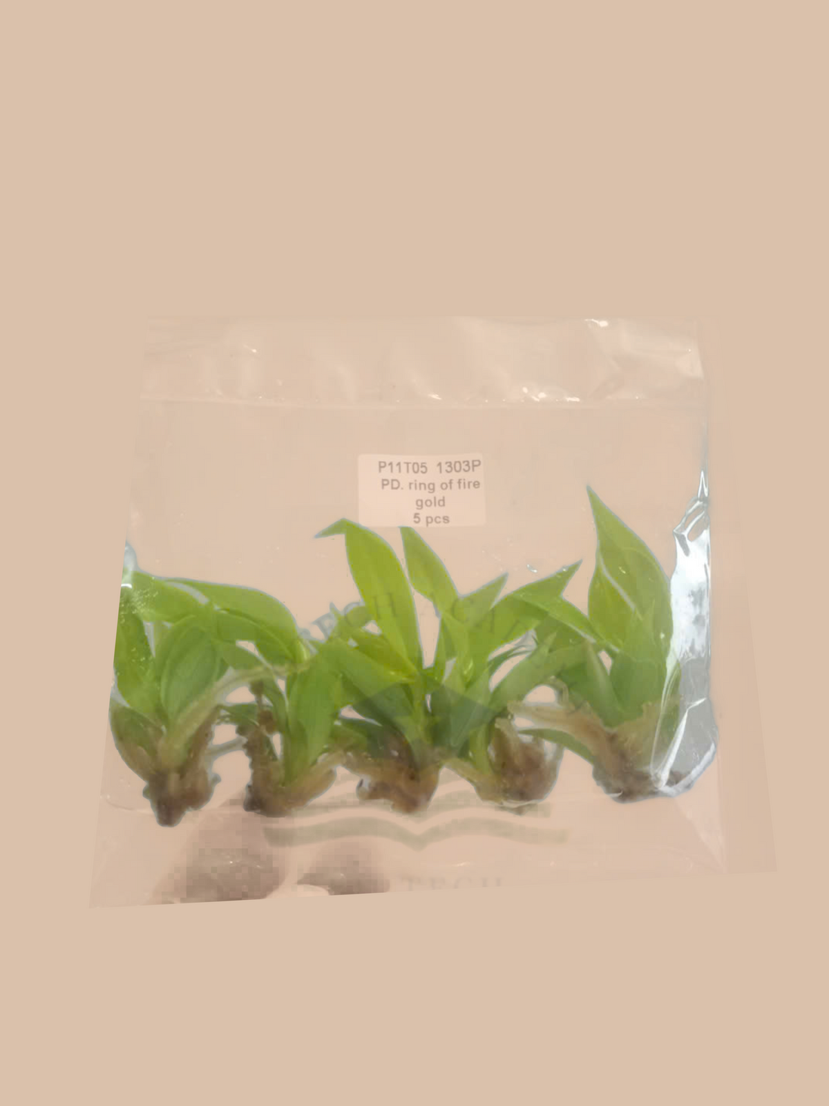 Philodendron ‘Ring of Fire’ Gold cultivar reference, photo 6. Packaging and mature-plant images are illustrative; sold as 1 plant per bag.