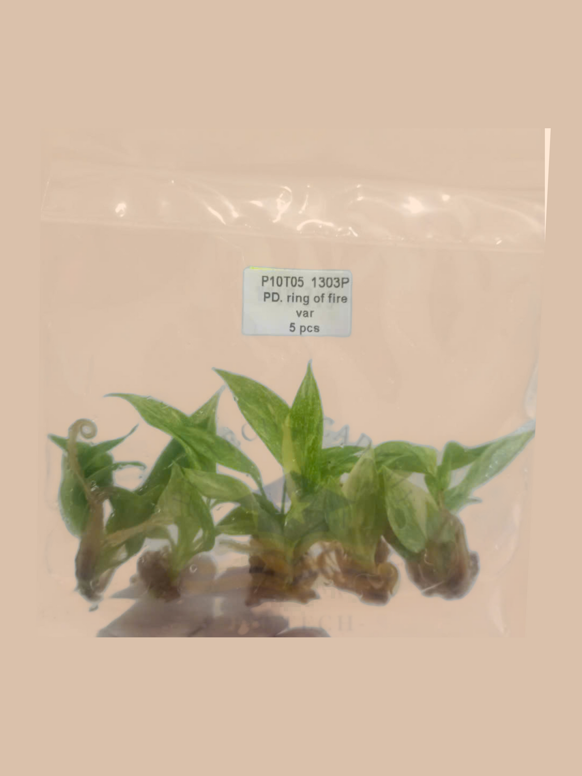 Philodendron ‘Ring of Fire’ Variegata cultivar reference, photo 2. Packaging and mature-plant images are illustrative; sold as 1 plant per bag.