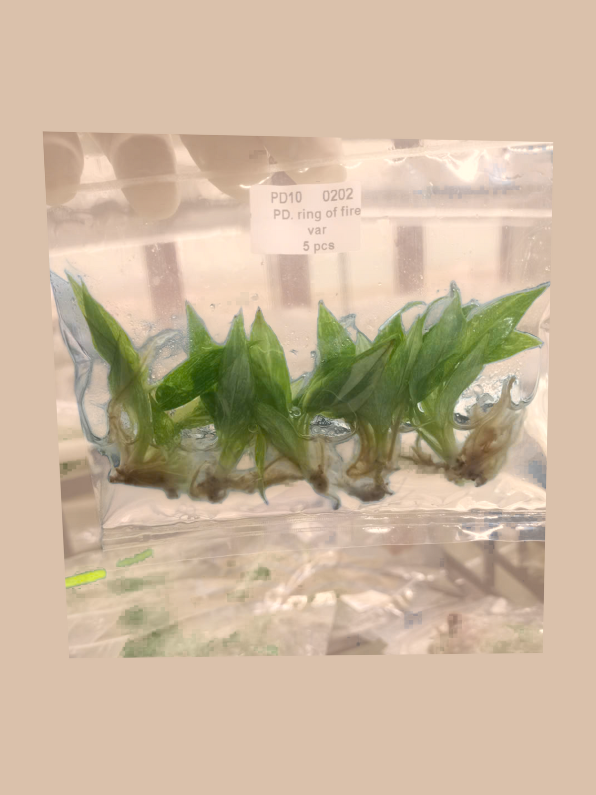 Philodendron ‘Ring of Fire’ Variegata cultivar reference, photo 3. Packaging and mature-plant images are illustrative; sold as 1 plant per bag.