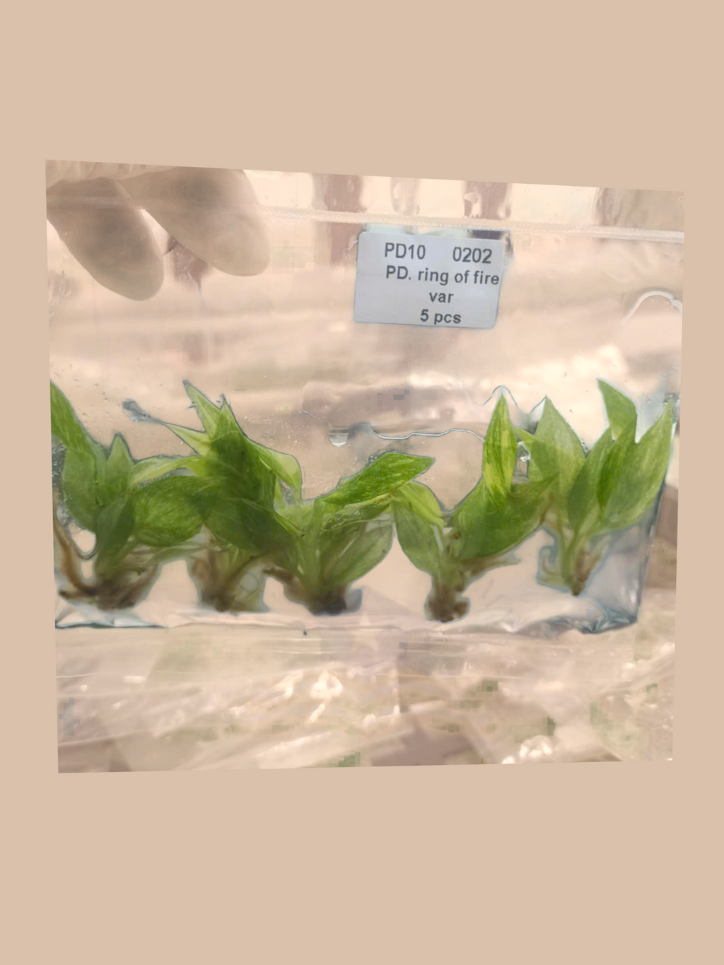 Philodendron ‘Ring of Fire’ Variegata cultivar reference, photo 4. Packaging and mature-plant images are illustrative; sold as 1 plant per bag.