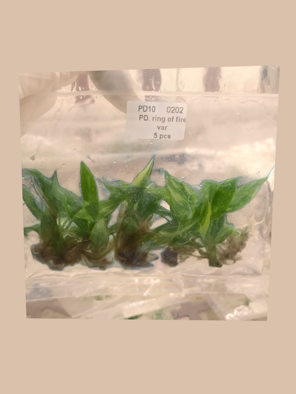 Philodendron ‘Ring of Fire’ Variegata cultivar reference, photo 5. Packaging and mature-plant images are illustrative; sold as 1 plant per bag.