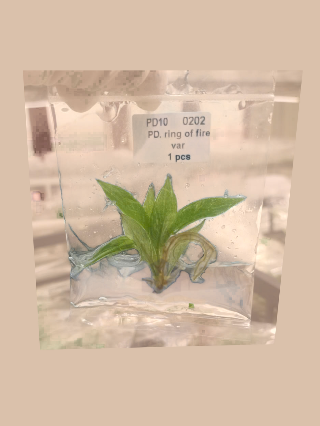 Philodendron ‘Ring of Fire’ Variegata cultivar reference, photo 6. Packaging and mature-plant images are illustrative; sold as 1 plant per bag.