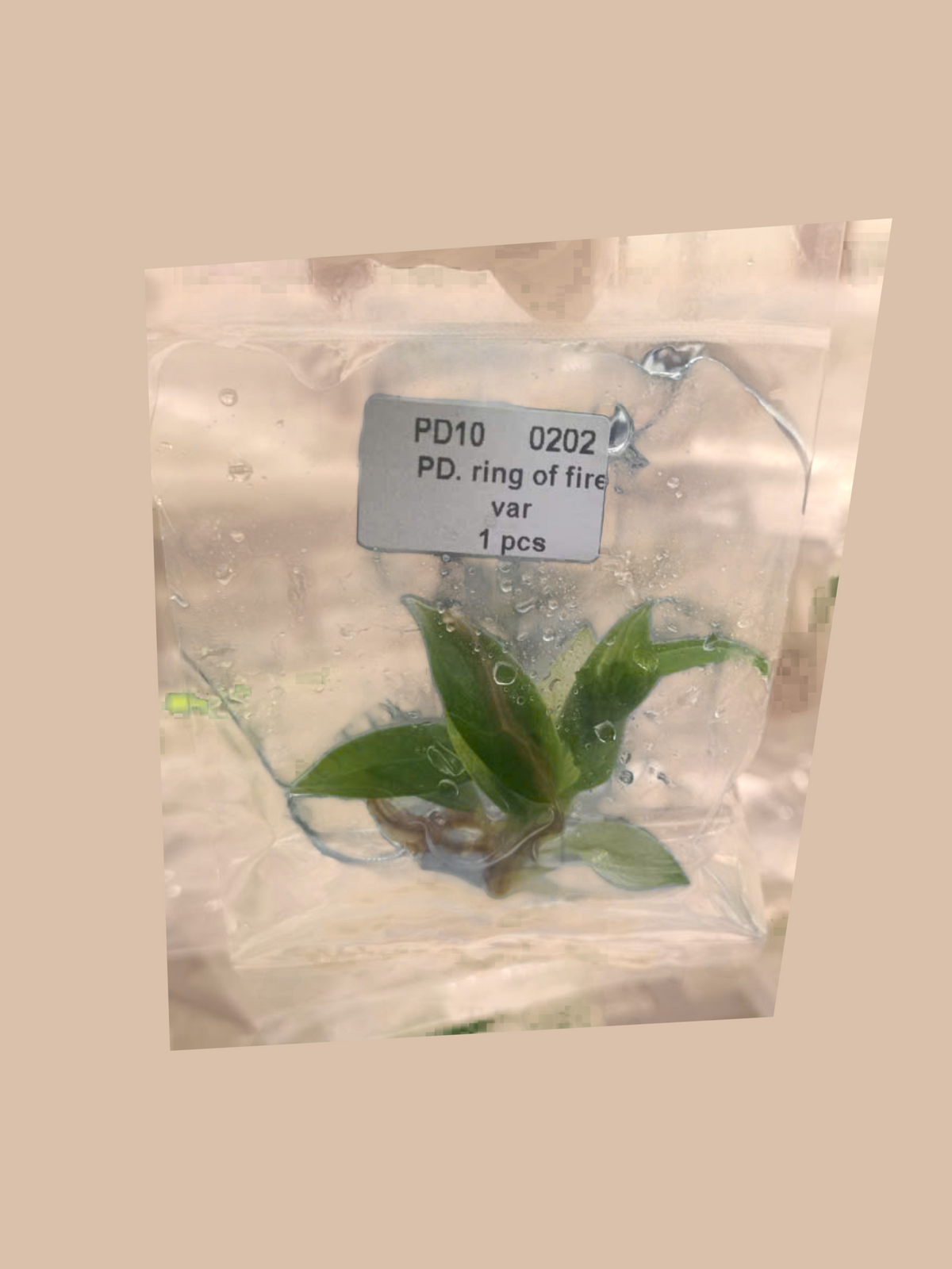 Philodendron ‘Ring of Fire’ Variegata cultivar reference, photo 7. Packaging and mature-plant images are illustrative; sold as 1 plant per bag.