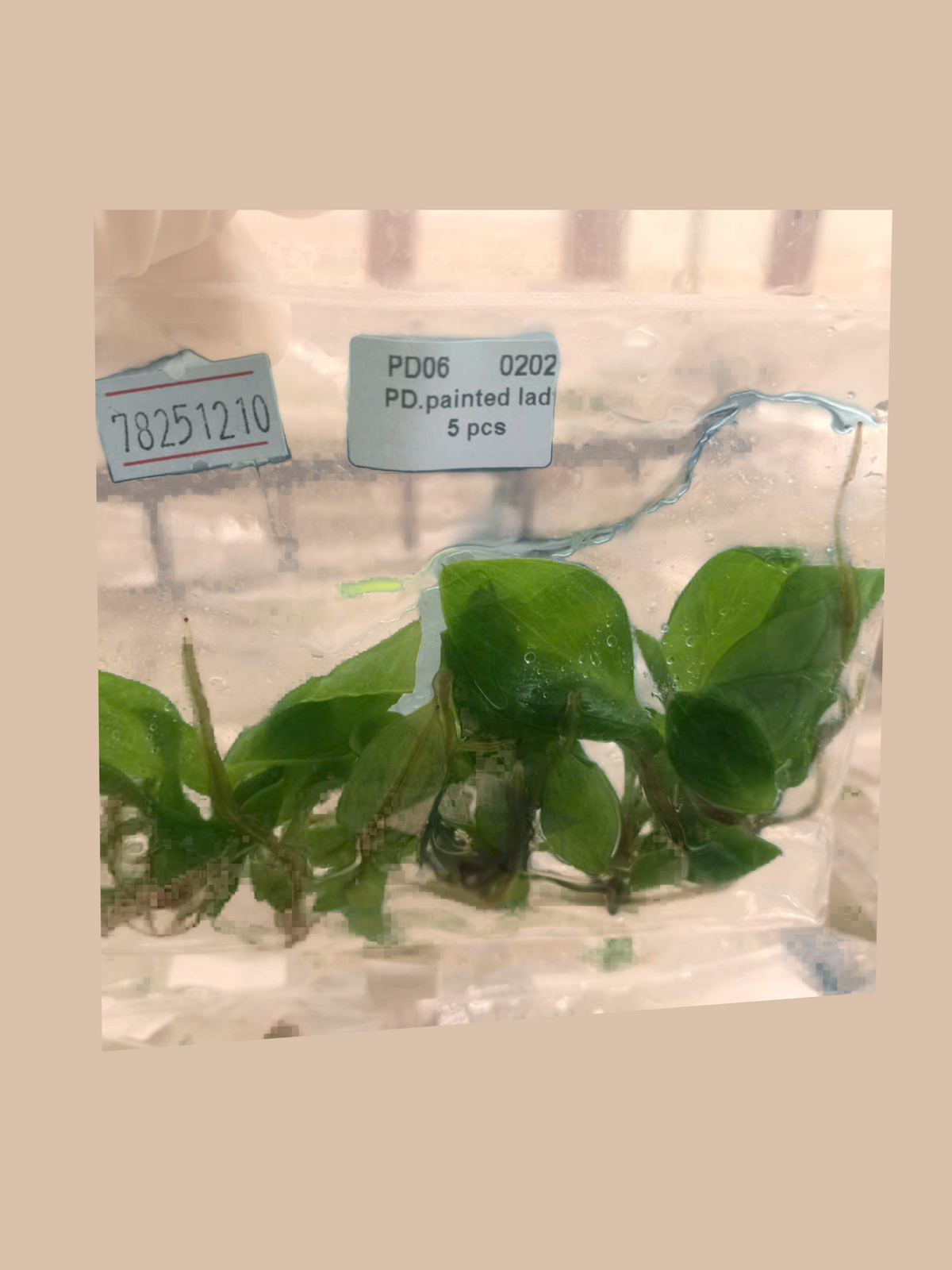 Philodendron ‘Painted Lady’ cultivar reference, photo 2. Packaging and mature-plant images are illustrative; sold as 1 plant per bag.