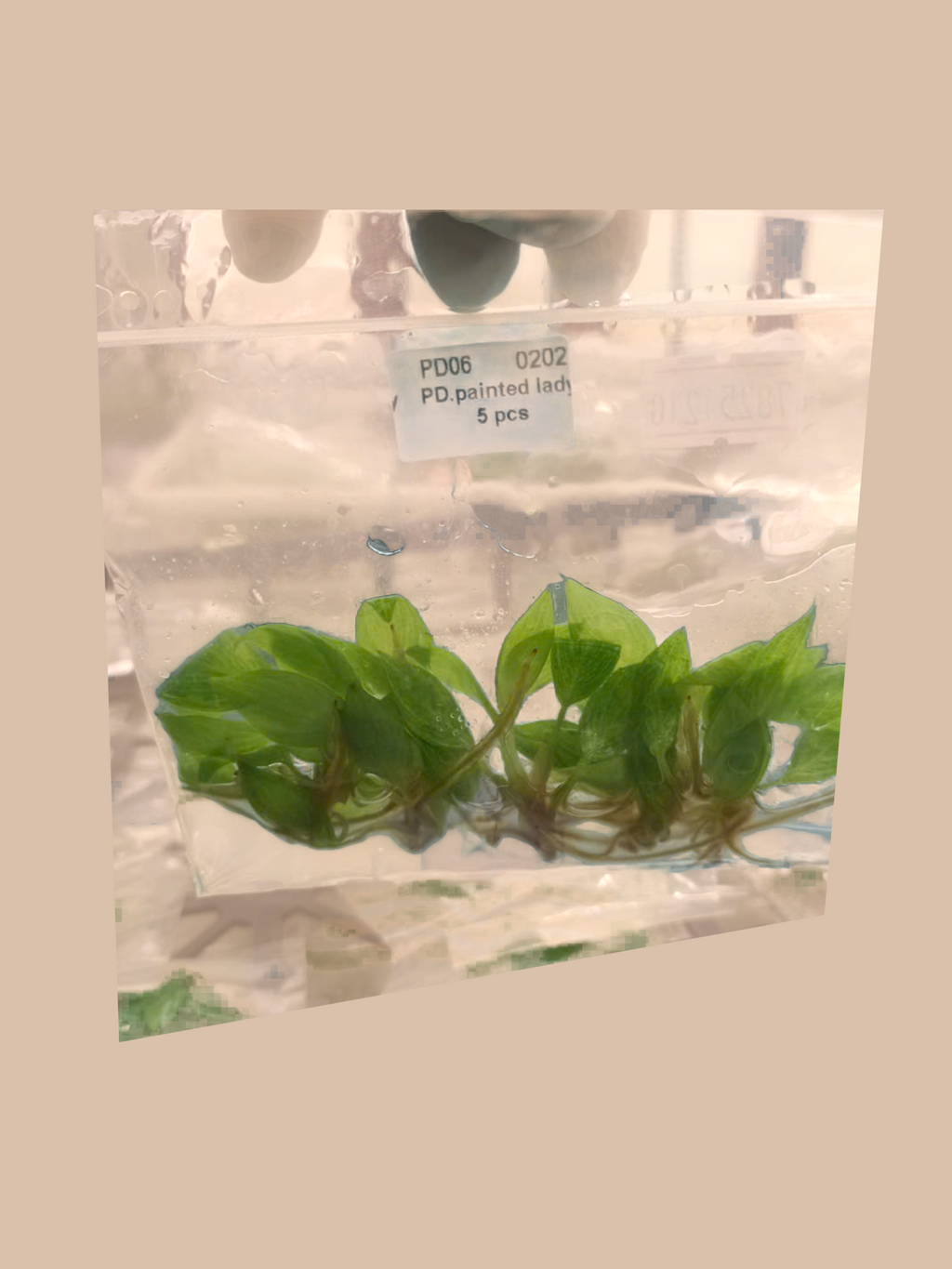Philodendron ‘Painted Lady’ cultivar reference, photo 3. Packaging and mature-plant images are illustrative; sold as 1 plant per bag.