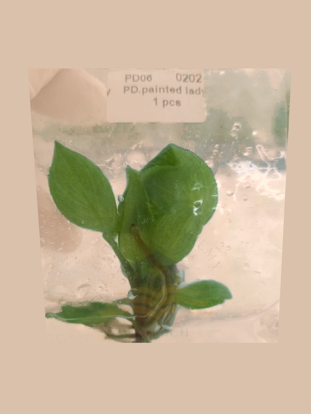 Philodendron ‘Painted Lady’ cultivar reference, photo 4. Packaging and mature-plant images are illustrative; sold as 1 plant per bag.