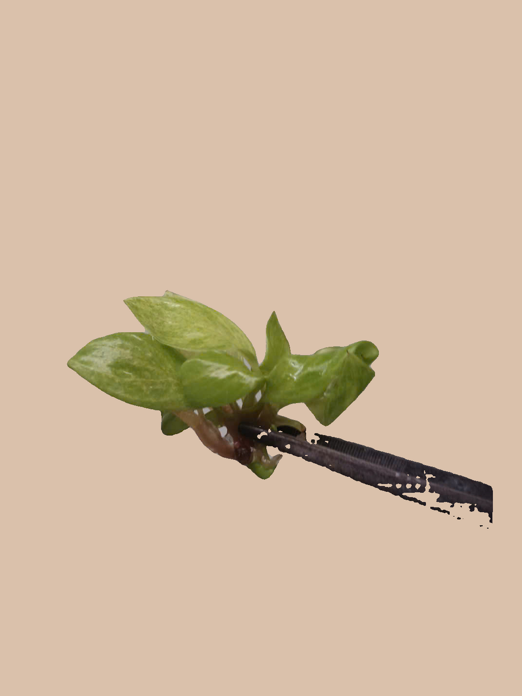 Philodendron ‘Painted Lady’ cultivar reference, photo 6. Packaging and mature-plant images are illustrative; sold as 1 plant per bag.