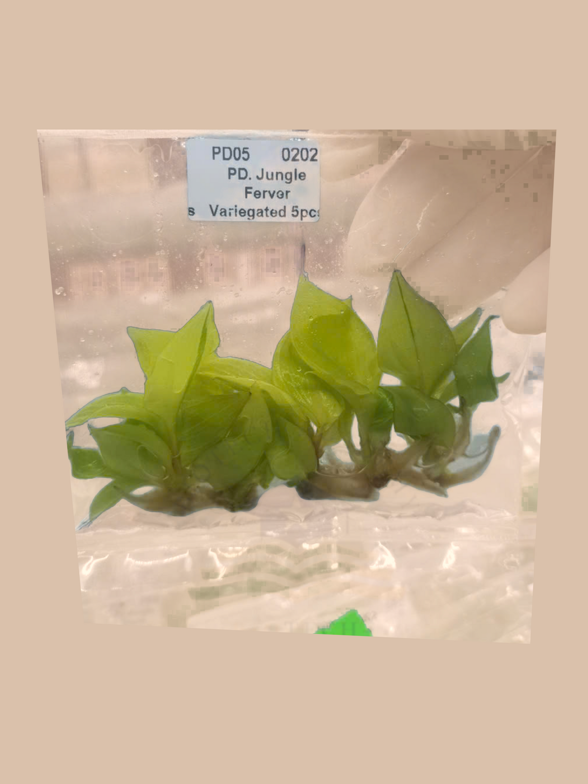 Philodendron jungle fever variegata cultivar reference, photo 2. Packaging and mature-plant images are illustrative; sold as 1 plant per bag.
