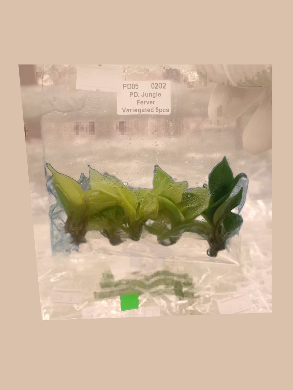 Philodendron jungle fever variegata cultivar reference, photo 3. Packaging and mature-plant images are illustrative; sold as 1 plant per bag.