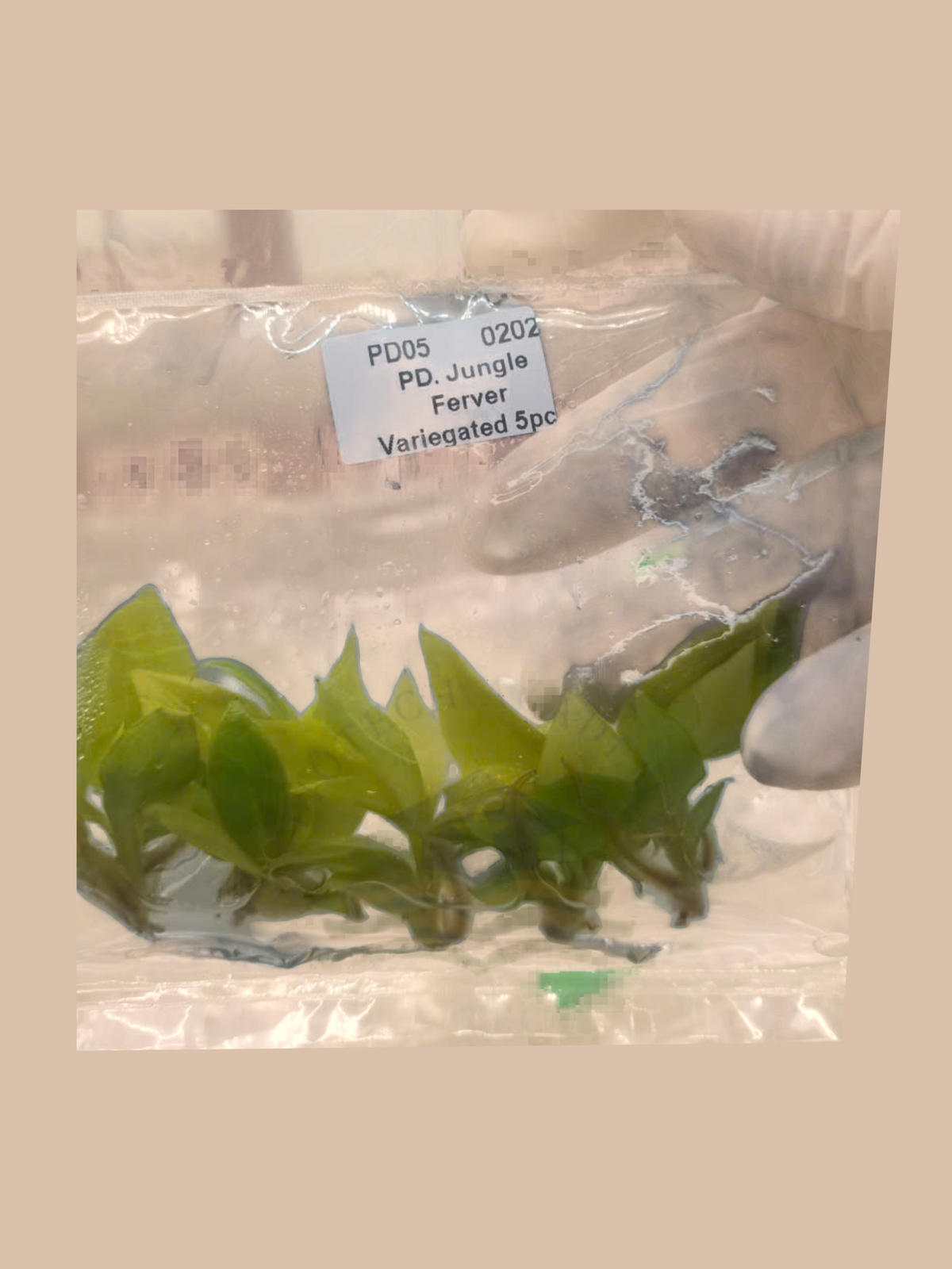 Philodendron jungle fever variegata cultivar reference, photo 4. Packaging and mature-plant images are illustrative; sold as 1 plant per bag.